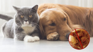 Pets