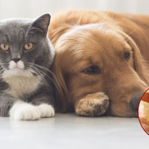 Pets
